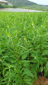 팜모닝 자유주제·자유게시판 게시글 이미지