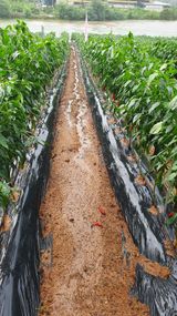 팜모닝 자유주제·자유게시판 게시글 이미지