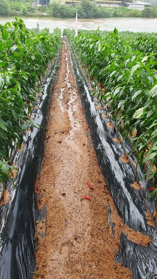 유선경님의 자유주제 · 자유게시판 작성글 사진