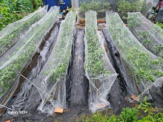 신강우님의 고추 · 자연재해•동물피해 작성글 사진