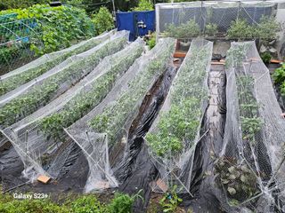 신강우님의 고추 · 자연재해•동물피해 작성글 사진