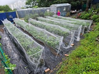 신강우님의 고추 · 자연재해•동물피해 작성글 사진