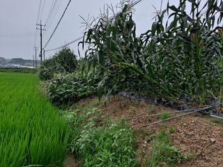 무지개블루베리농장 님의 옥수수 · 자유게시판 작성글 사진