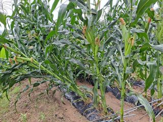 무지개블루베리농장 님의 옥수수 · 자유게시판 작성글 사진