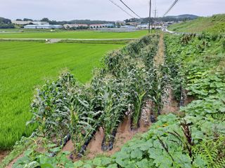 무지개블루베리농장 님의 옥수수 · 자유게시판 작성글 사진