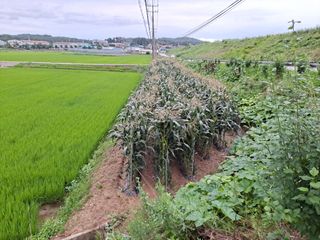 무지개블루베리농장 님의 옥수수 · 자유게시판 작성글 사진