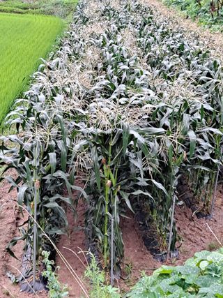 무지개블루베리농장 님의 옥수수 · 자유게시판 작성글 사진