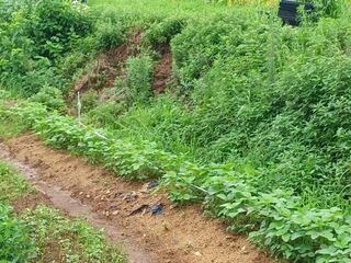 보미어르신님의 수해 농가 응원 같이해요 · 참여 작성글 사진