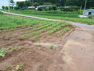 보미어르신님의 수해 농가 응원 같이해요 · 참여 작성글 사진