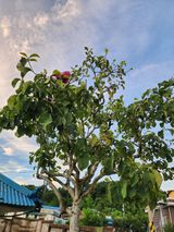 팜모닝 고추·자연재해•동물피해 게시글 이미지