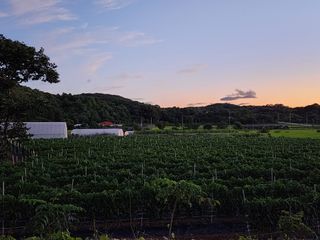 꽃순이네님의 고추 · 자연재해•동물피해 작성글 사진