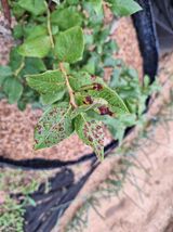 팜모닝 블루베리·병해충상담 게시글 이미지