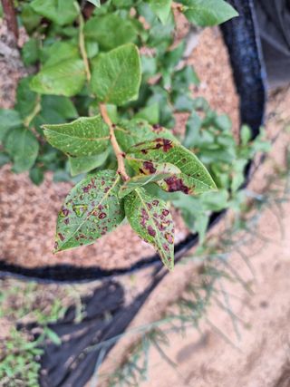 김문준님의 블루베리 · 병해충상담 작성글 사진