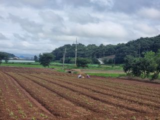 밝은숲님의 들깨 · 자유게시판 작성글 사진
