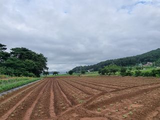 밝은숲님의 들깨 · 자유게시판 작성글 사진