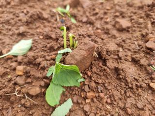 밝은숲님의 들깨 · 자유게시판 작성글 사진
