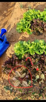 팜모닝 상추·병해충상담 게시글 이미지