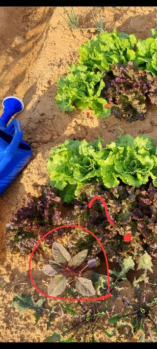 이퍼스님의 상추 · 병해충상담 작성글 사진