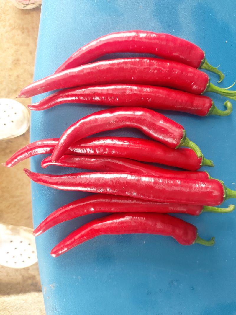 장터 상품 [홍고추 4kg] 썸네일