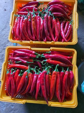 안비님의 고추 · 수확 작성글 사진