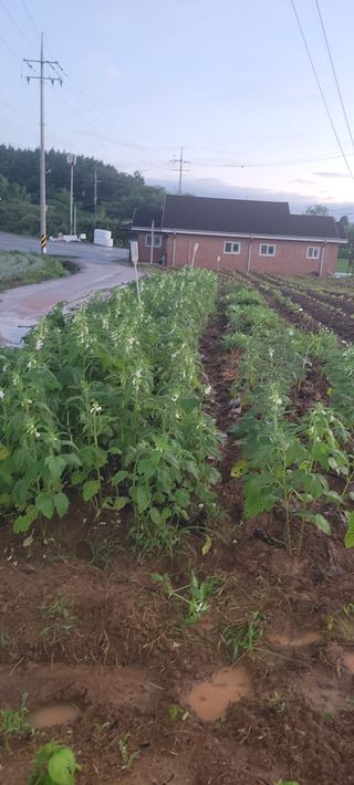 김기철님의 들깨 · 영농일지 작성글 사진