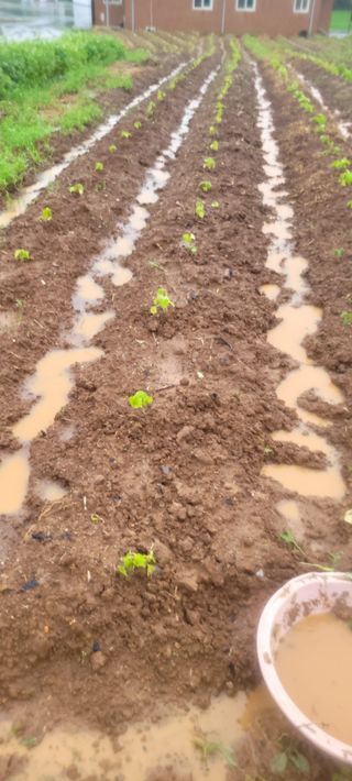 김기철님의 들깨 · 영농일지 작성글 사진