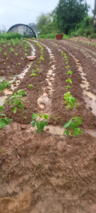 김기철님의 들깨 · 영농일지 작성글 사진