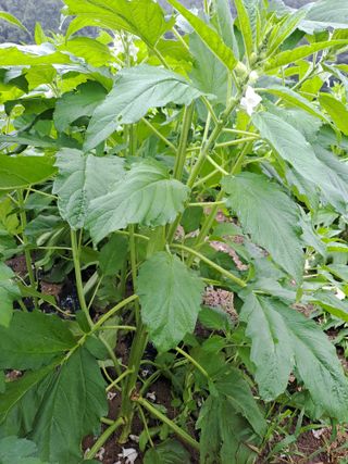 박흠님의 고추 · 일상 작성글 사진