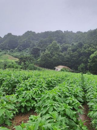 박흠님의 고추 · 일상 작성글 사진