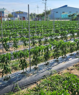 유호일님의 고추 · 영농일지 작성글 사진