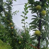 팜모닝 자두·자유게시판 게시글 이미지