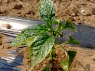 정선고추님의 고추 · 병해충상담 작성글 사진