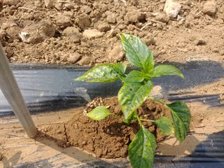 정선고추님의 고추 · 병해충상담 작성글 사진