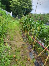 팜모닝 옥수수·자유게시판 게시글 이미지