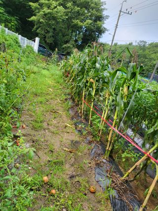 유진식님의 옥수수 · 자유게시판 작성글 사진