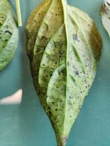 팜모닝 고추·병해충상담 게시글 이미지