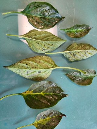 제부도님의 고추 · 병해충상담 작성글 사진