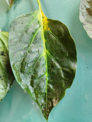 제부도님의 고추 · 병해충상담 작성글 사진