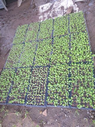 허굴산농장님의 자유주제 · 자유게시판 작성글 사진