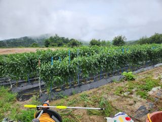 금우님의 고추 · 비료•농약 작성글 사진