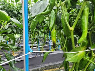 금우님의 고추 · 비료•농약 작성글 사진