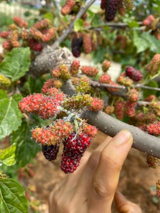감마님의 기타작물 · 병해충상담 작성글 사진