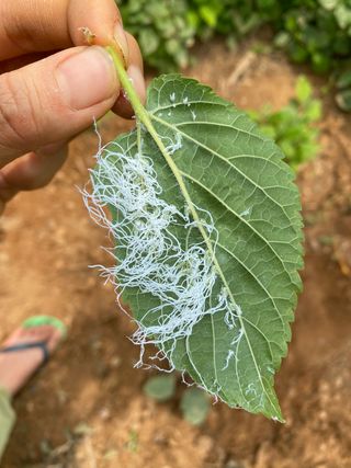 감마님의 기타작물 · 병해충상담 작성글 사진