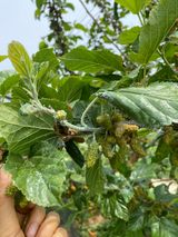 팜모닝 기타작물·병해충상담 게시글 이미지