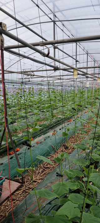 멋쟁이 아낙네 ^^님의 오이 · 자유게시판 작성글 사진