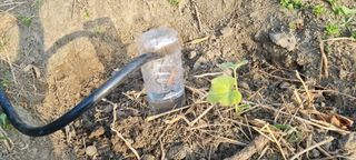 벤틀리 님의 호박 · 병해충상담 작성글 사진