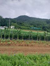 팜모닝 고추·영농일지 게시글 이미지