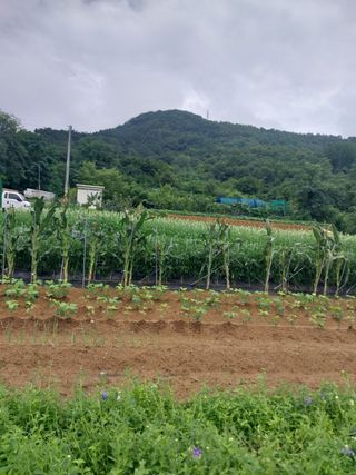 김동주님의 고추 · 영농일지 작성글 사진