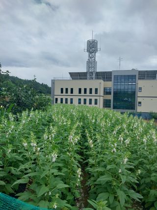 김동주님의 고추 · 영농일지 작성글 사진
