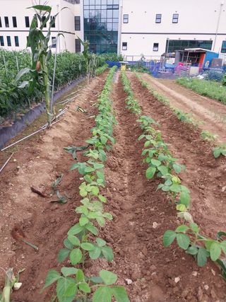 김동주님의 고추 · 영농일지 작성글 사진